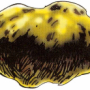dieu_garl_brilledor.png
